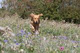 GOLDEN RETRIEVER 155